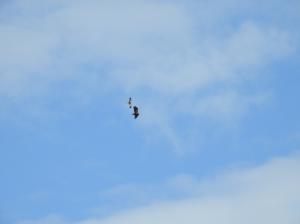 Merikotka ja Ruskosuohaukka Tuhka-allas 11.6.2018 Jouni Saarela